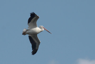 White Pelican