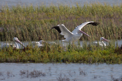 White Pelican