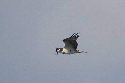 Osprey