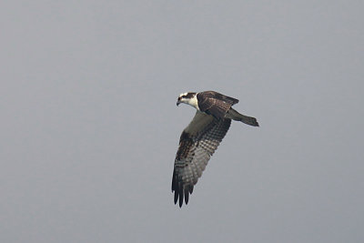 Osprey