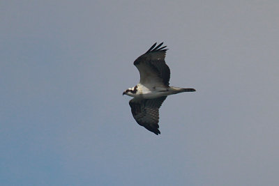Osprey