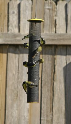 Lessor Goldfinches at the feeder