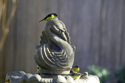 Lessor Goldfinches at the Fountain
