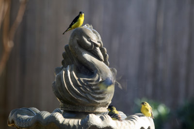 Lessor Goldfinches at the Fountain