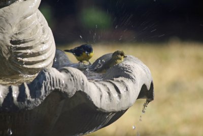 Lessor Goldfinches at the Fountain