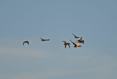 Ducks on the Wing
