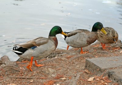 Mallards