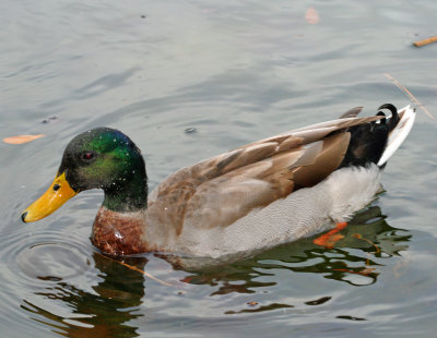 Mallard