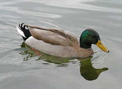 Mallard 2