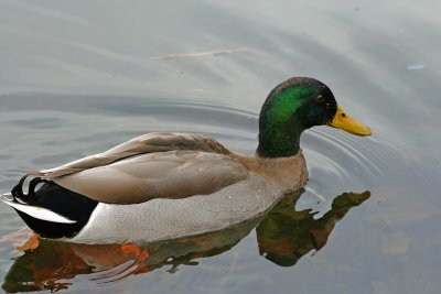 Mallard 4