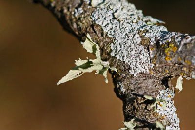 Another Lichen on a Live Oak