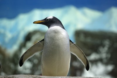 Proud penguin