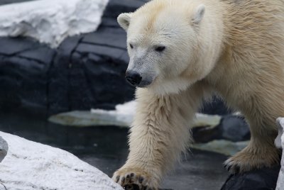 Prowling polar bear