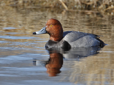 Redhead (Aythya americana)