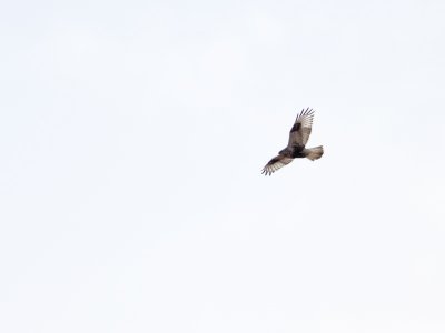 Rough-legged Hawk