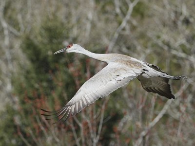 Sandhill Crane