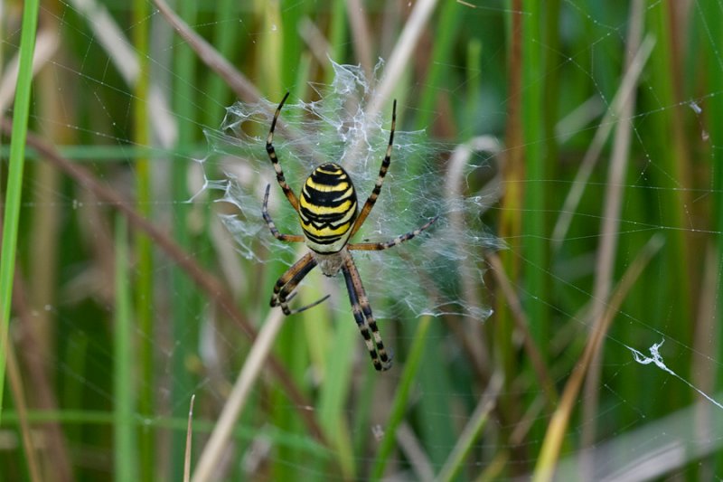 Wasp Spider / Hvepseedderkop