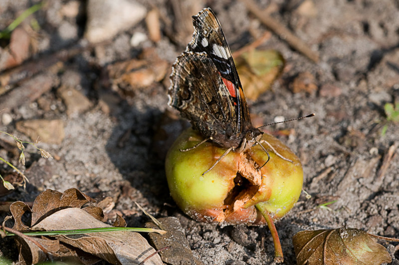 Red Admirals feist / Admirals festmltid