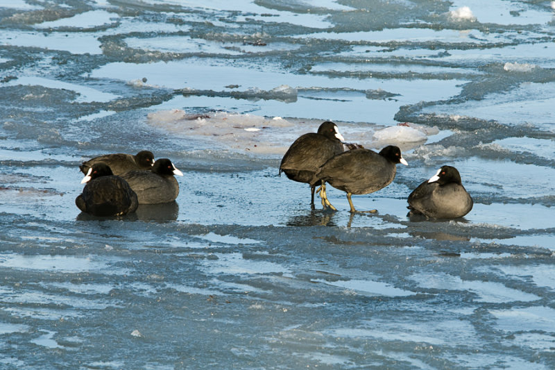 Winter by the sea: Eurasian Coot  / Vinter ved havet:  Blitshne