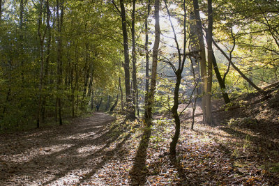 Autumn / Efterår
