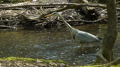 Grey heron fishing / Fiskehejre jager
