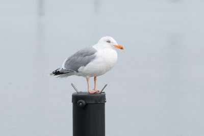 Herring Gull / Slvmge
