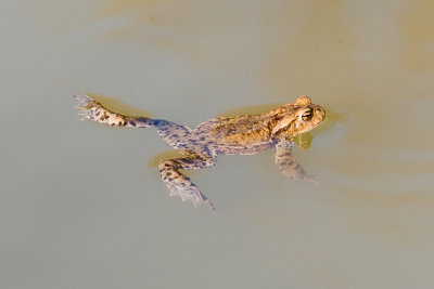 Common toad / Skrubtudse 