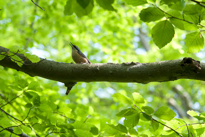 Birdsong in the early summer / Fuglesang i den tidlige sommer