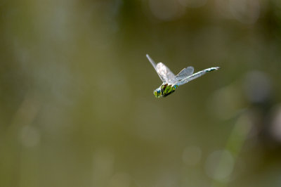 Dragonfly in the air / Guldsmed i flugten