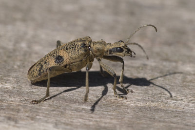 Longhorn Beetle / Blankplettet tandbuk