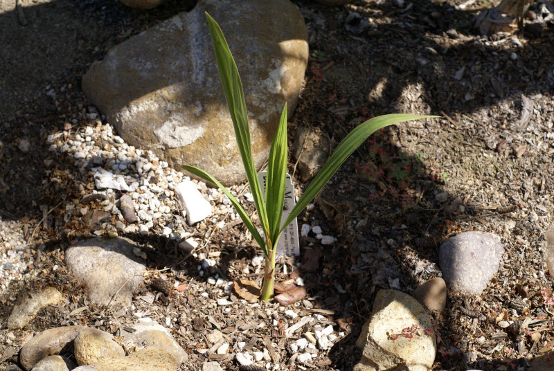 Beccariophoenix alfredii no. 1
