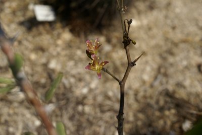 Alluaudiopsis fiherenensis blooming