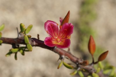 Alluaudiopsis marnieriana close-up