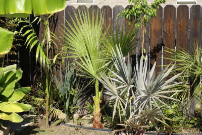Palms in San Carlos (region of San Diego)