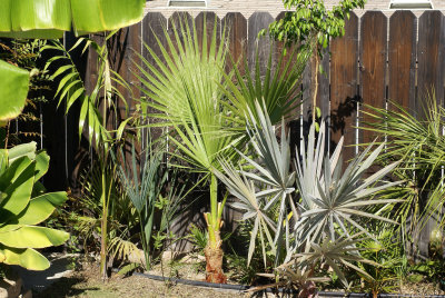 Yard shot