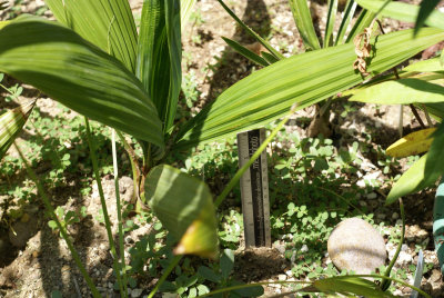 Sabal mauritiiformis no. 1