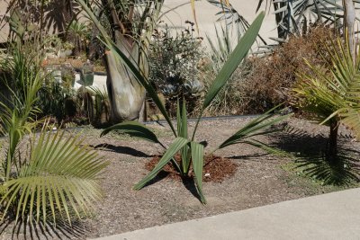 Sabal mexicana