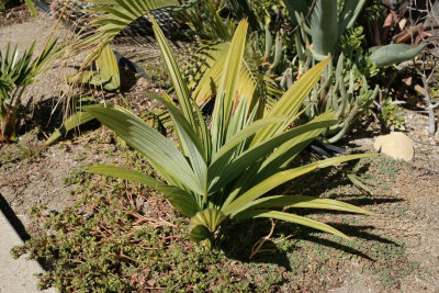 Sabal