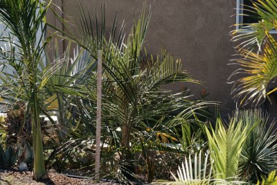 Parajubaea torallyi