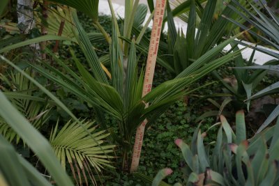 Beccariophoenix