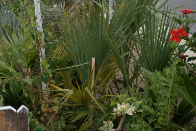 Sabal 'Riverside'