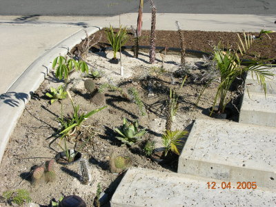 Trithrinax campestris no. 1