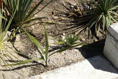 Trithrinax campestris no. 2