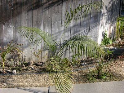 Ravenea glauca no. 1