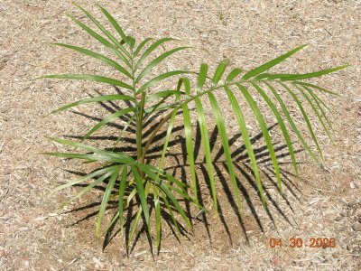 Ravenea glauca no. 4