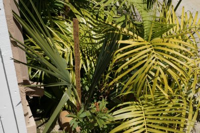 Sabal minor