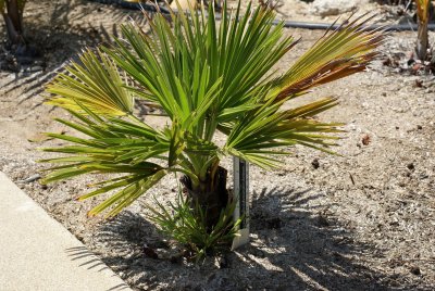 Brahea edulis