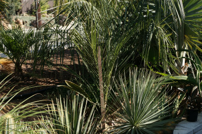 Parajubaea
