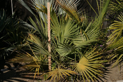 Brahea aculeata