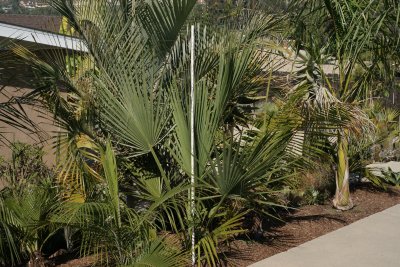 Sabal mexicana